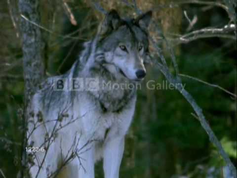 wolf  tribute- song: Enya adiemus