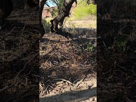 camping-hostelería de pipo .lugar : las plumas . ruta 25 . chubut