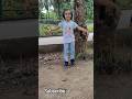 So Many Deer Are Here In The Jungle Zoo Adventure Safari Park Zoo Indiansafari Shorts
