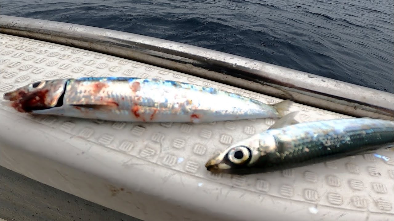 生きてるイワシを針に掛けて大物狙い①