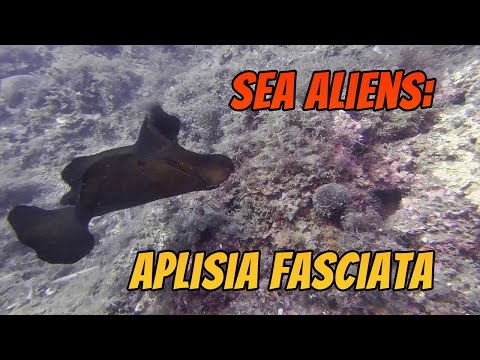 Sea aliens at Cala Montgo