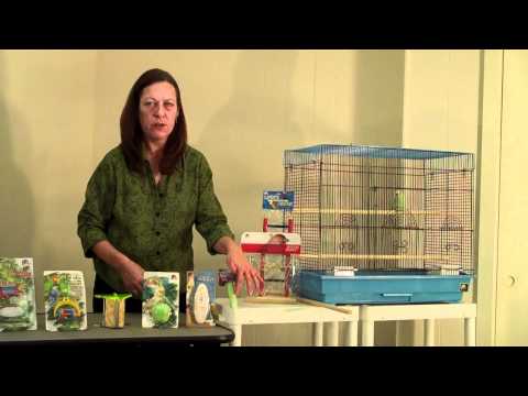 download lagu mp3 mp4 Bird Cage Kit, download lagu Bird Cage Kit gratis, unduh video klip Bird Cage Kit