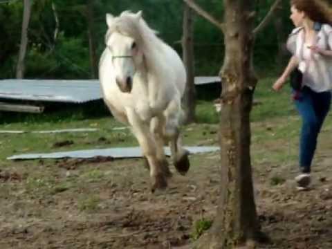 comment gagner la confiance d'un cheval