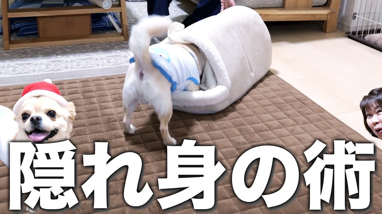 愛犬にクリスマスプレゼントをあげた結果･･･面白すぎたw w w【チワワのシナモン】