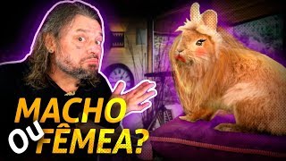 Miniatura do vídeo