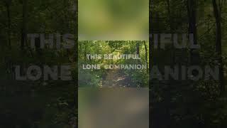 The lyric video for “Beautiful Lone Companion” is out now!