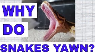 Why Do Snakes 'Yawn'
