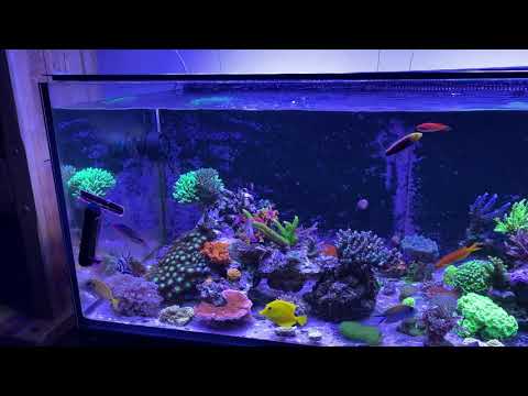 D AND D PRO REEF 1200 S  ATI STRATON LIT
