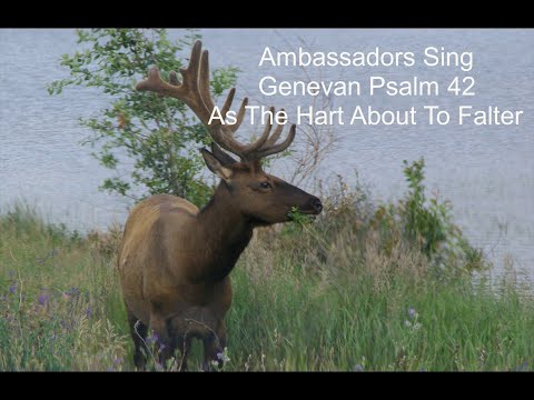 Ambassadors Christian Male Chorus sing Genevan Psalm 42 - As the Hart About to Falter