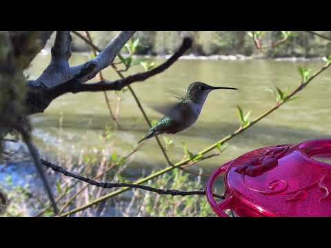 Bird with me 11 - Female Anna’s Hummingbird