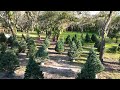 Thanks for Giving Trees - The Joshua Morris Foundation