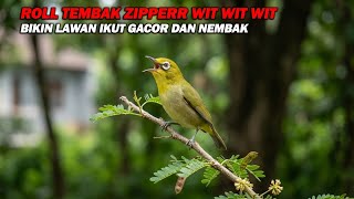 Download lagu PANCINGAN PLECI NEMBAK ROLL ZIPPER WIT WIT WIT, BIKIN LAWAN EMOSI DAN IKUT NEMBAK BUKA PARUH mp3