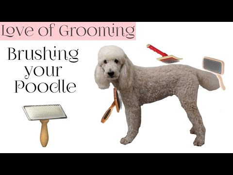 How to Brush your Poodle | Which Brushes and Combs to...