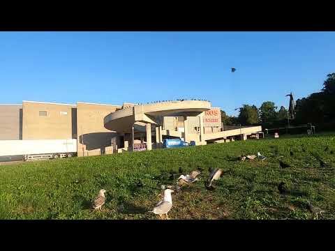 Part 1 No starlings but Seymour, Mew gulls, crows, pigeons and sparrows enjoy their evening feeding!