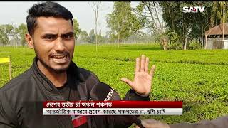 আন্তর্জাতিক বাজারে প্রবেশ করেছে পঞ্চগড়ের চা