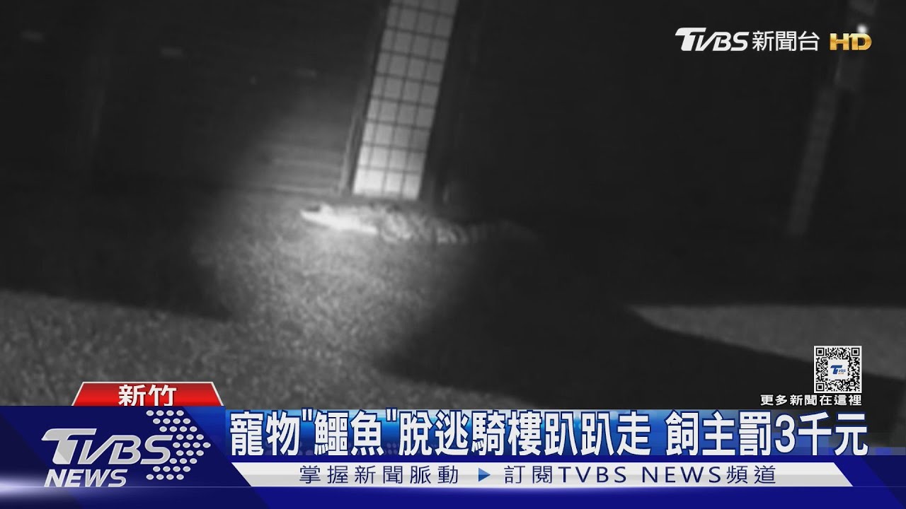 新竹路邊「驚見鱷魚」!咧嘴巨尾逃竄 伸利爪超驚悚