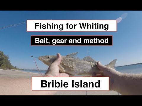 download lagu mp3 mp4 Tide Times Bribie Island, download lagu Tide Times Bribie Island gratis, unduh video klip Tide Times Bribie Island