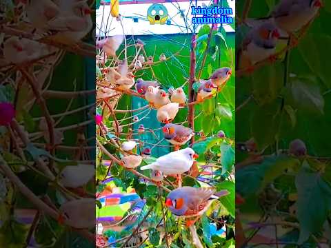 Thumbnail for 𝔯𝔞𝔯𝔢 𝔟𝔦𝔯𝔡𝔰 𝔞𝔯𝔢 𝔰𝔢𝔢𝔫 𝔦𝔫 𝔬𝔫𝔢 𝔭𝔩𝔞𝔠𝔢 𝔱𝔥𝔢𝔶 𝔞𝔩𝔰𝔬 𝔦𝔫 𝔥𝔞𝔯𝔪𝔬𝔫𝔶 𝔴𝔦𝔱𝔥 𝔢𝔞𝔠𝔥 𝔬𝔱𝔥𝔢𝔯 #𝔟𝔦𝔯𝔡𝔰 #𝔫𝔞𝔱𝔲𝔯𝔢 #𝔯𝔞𝔯𝔢 #𝔭𝔞𝔯𝔞𝔡𝔦𝔰𝔢 by R.E.M., Lynyrd Skynyrd, Nico