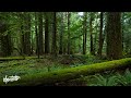 Tycho - Daydream