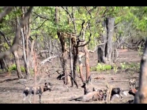 Wild Dog kill young Waterbuck near Kasabushi Camp, watch the feast!