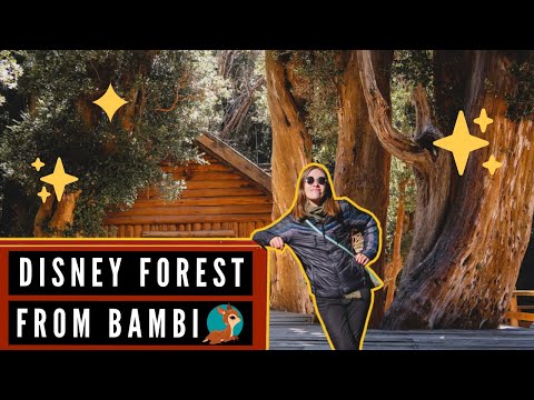 這個森林的靈感來自迪斯尼的《BAMBI》!??| 訪問阿根廷巴塔哥尼亞的Arrayanes森林✨。 (THIS FOREST Inspired DISNEY's BAMBI! ?? |  Visiting the Arrayanes Forest in Patagonia, Argentina ✨)