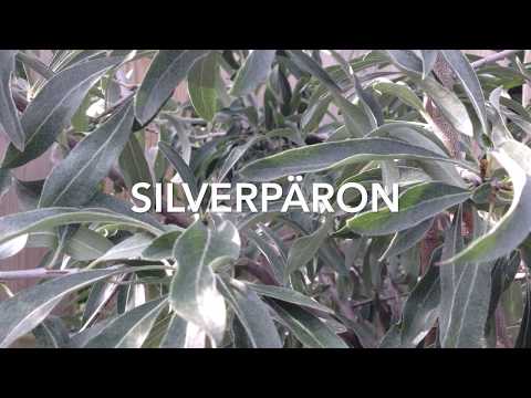 Trädgårdsmästare Maria tipsar om Nordens olivträd - SILVERPÄRON