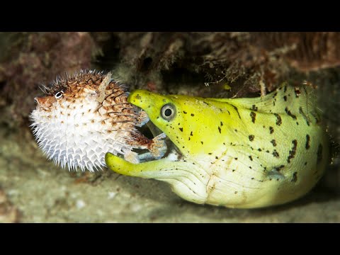 Moray Eel vs Porcupinefish In A Big Fights Underwater