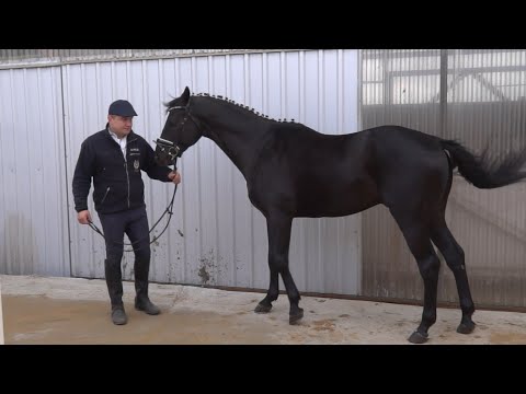 Ogiery rasy wielkopolskiej