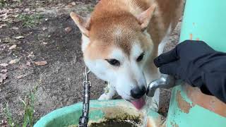 Download the video "Sep 26, 2025 (Fri) | Shiba Inu Shows Off His Faucet-Drinking Skills"
