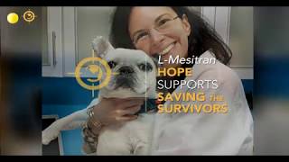 Die Wirksamkeit von Honig bei bakteriellen Hautinfektionen des Hundes