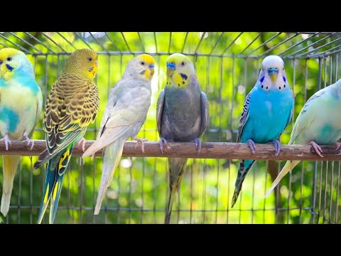 Budgie sounds Compilation - 10 Hours singing to mirror