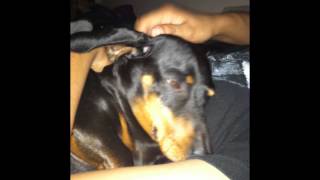 Deputy Dog EMF attack