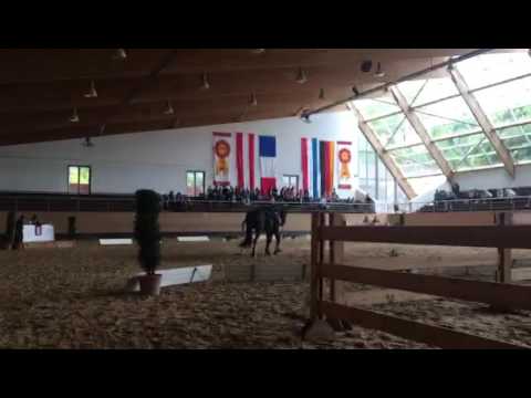 Pferd International 2017 - Pflicht L-Einzel, Zoe Spreng PSV Roggenburg