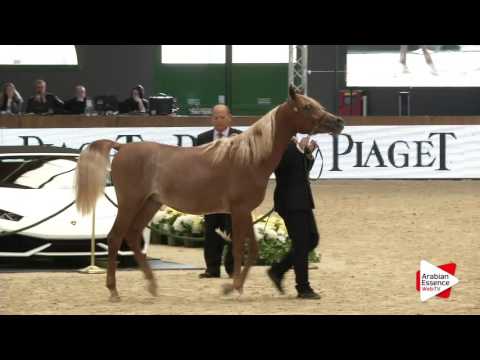 Milan SEWC 2016   Class 4A   Colts