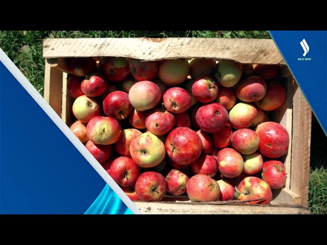 Алматы апорты географиялық көрсеткіш ретінде тізімге енуі мүмкін