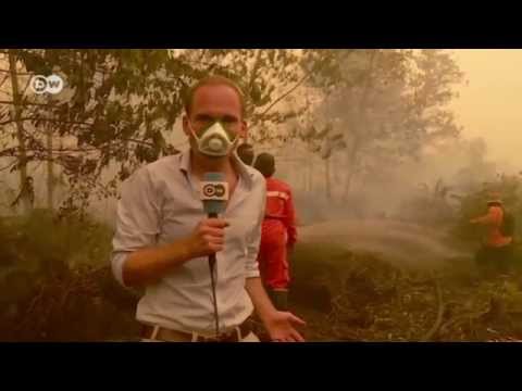 El Niños devastating effect on Indonesia  Business