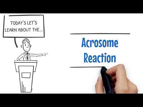 Nuts & Bolts: Acrosome Reaction