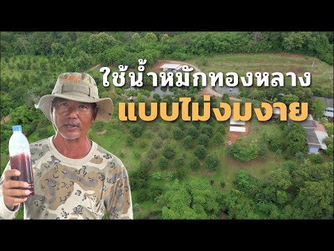 ใช้น้ำหมักใบทองหลางยังไงไม่ให้โรคกลับมา พี่เวโรจน์ สวนสกุลรุ่ง