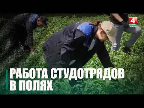 Около 2000 студентов и школьников работают в студотрядах на Гомельщине видео