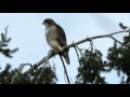 Red tail hawk calling