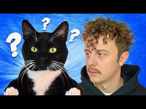 DANS LA TÊTE  DES CHATS - NORMAN Video