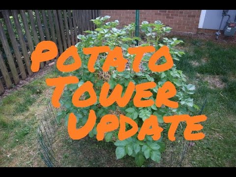 1st update on my Potato Tower !!!