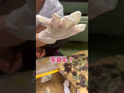 堆肥からミミズを分離するにはどうすればよいですか?簡単な方法  庭園