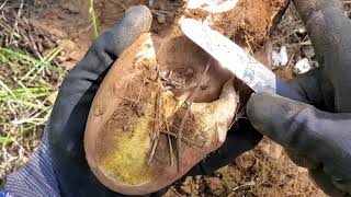 หาจนเจอ🍄เห็ดผึ้งหวานดอกแรกของปี 17/6/2021