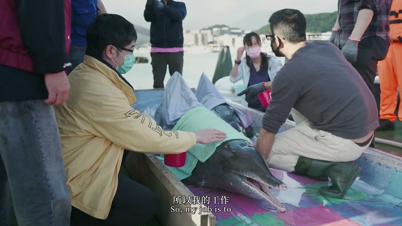 Hearing from the Dolphin