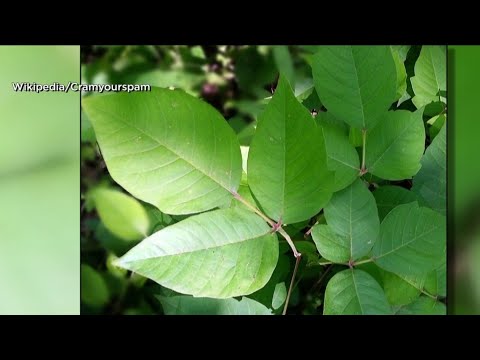 Keep an eye out for poison ivy