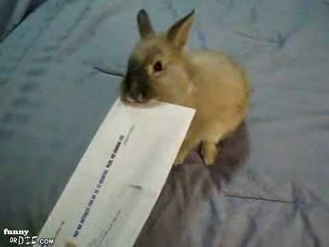 movie: Konijnen Brievenopener