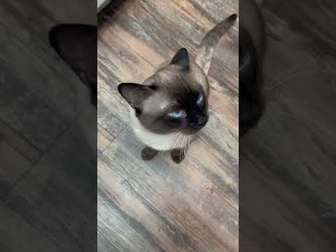 Siamese cat loves to talk