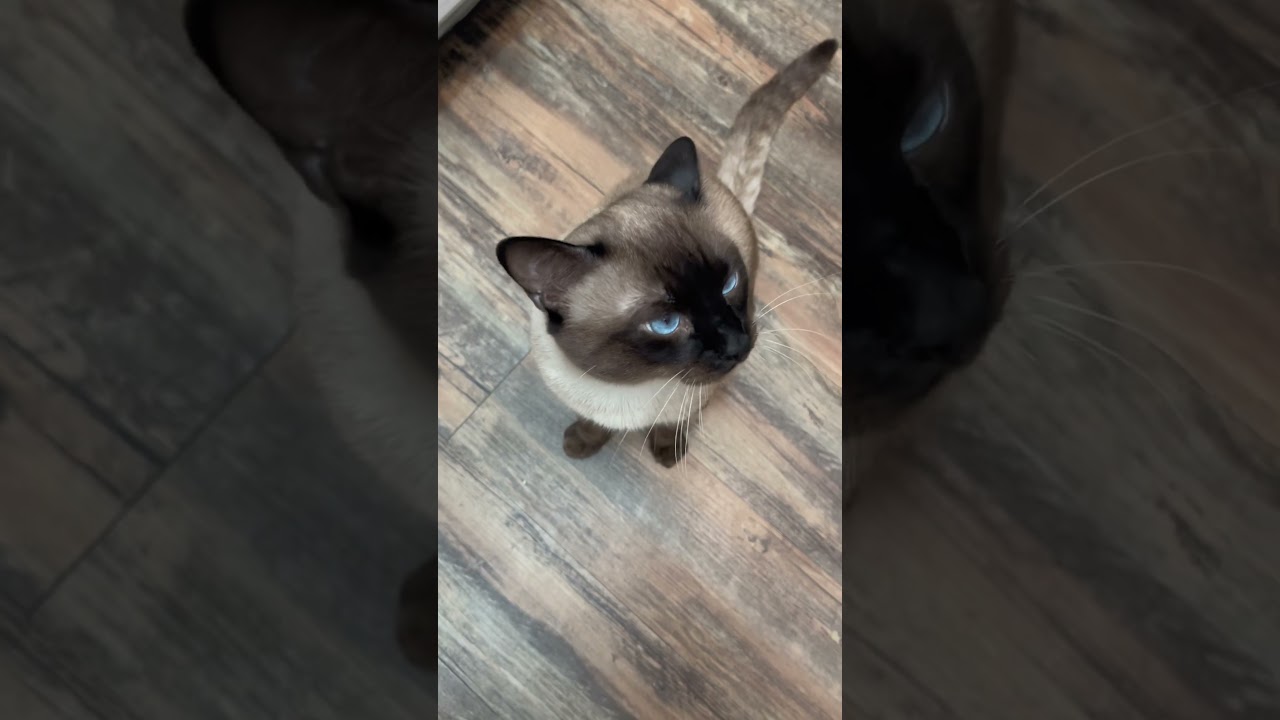 Siamese cat loves to talk