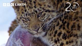 How the Amur Leopard Survives Winter | 20 Years of Planet Earth | BBC Earth